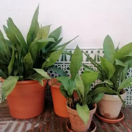 Apartamento Lacasadesowsam *